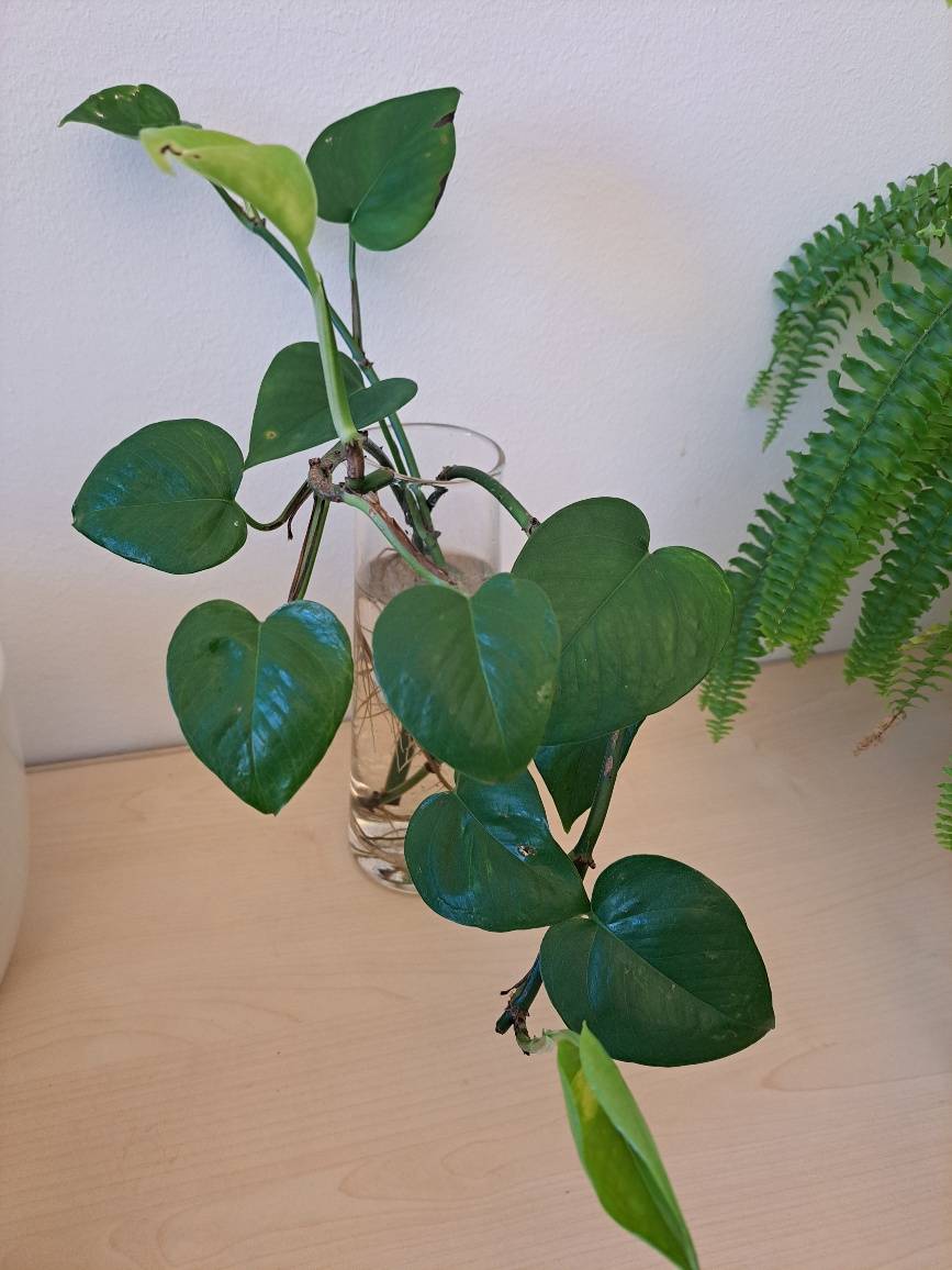kaktus hydrokultur Kaktus-Hydrokultur-Pflanzvase aus Glas