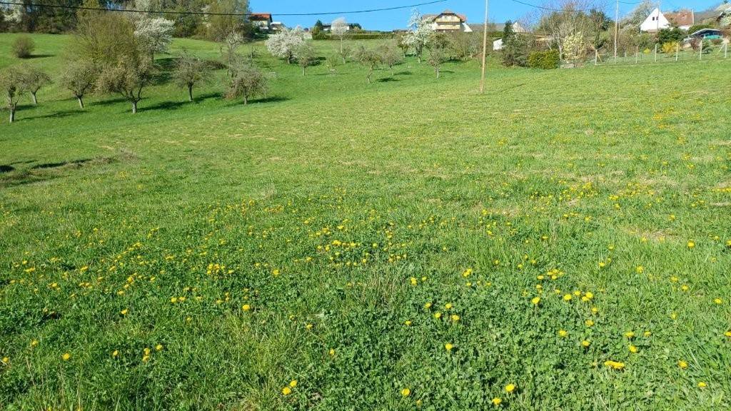 Henndorf im Südburgenland: Ca. 3.980 m² Bauland in erhöhter Lage nahe Bad Loipersdorf & S7 - KEIN Bauzwang - Teilflächen erwerbbar! - Ansicht 3