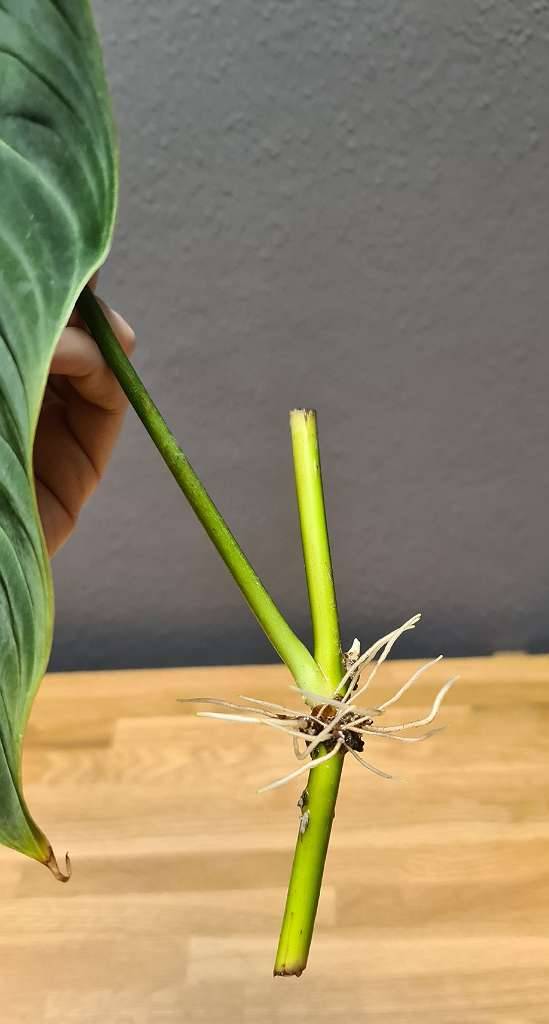 philodendron bilitiae Philodendron Billietiae | Houseplants