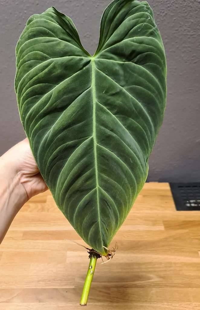 Philodendron Splendid - Stammsteckling - Raritt,  10,- (5232 Kirchberg  bei Mattighofen) - willhaben