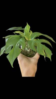 philodendron aurea Philodendron Bipennifolium Aurea 4