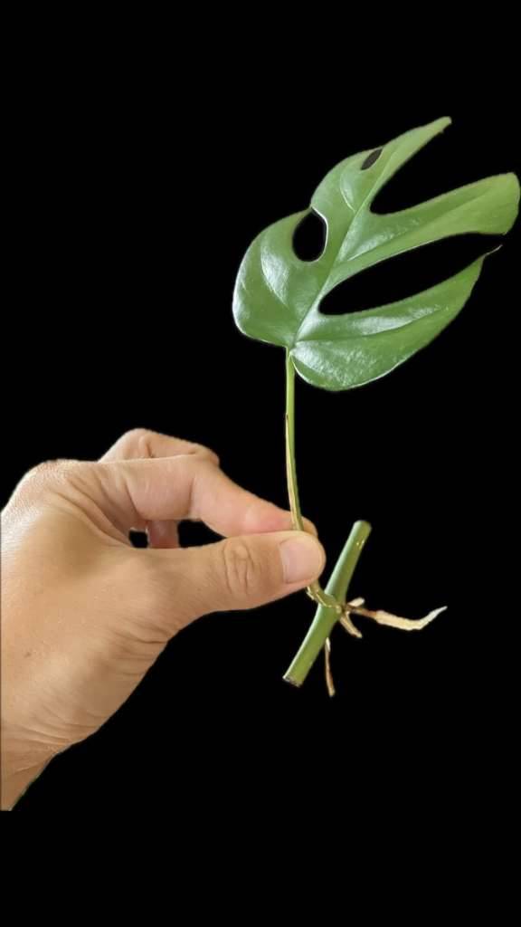 Monstera Minima (Raphidophora Tetrasperma) Steckling,  1,50 (1050 Wien) -  willhaben