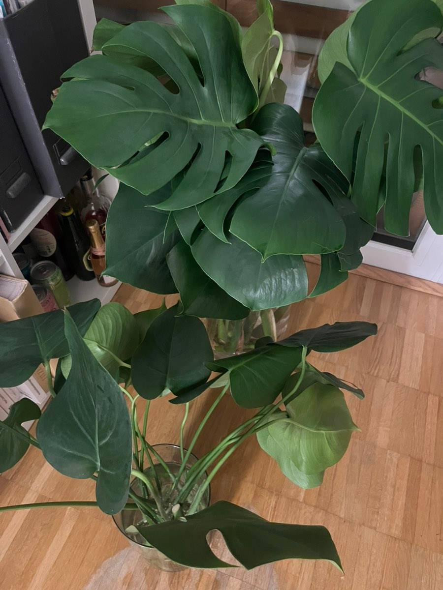 Ableger Monstera Deliciosa,  0,- (4030 Linz) - willhaben