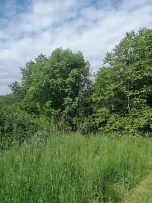 Grundstück mieten in Leibnitz – 1 486 m², € 100 – Bild 4 von 4