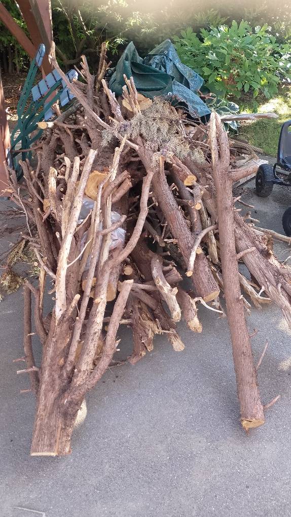 Thuja Stmme/ Brennholz,  0,- (8302 Edelsgrub) - willhaben
