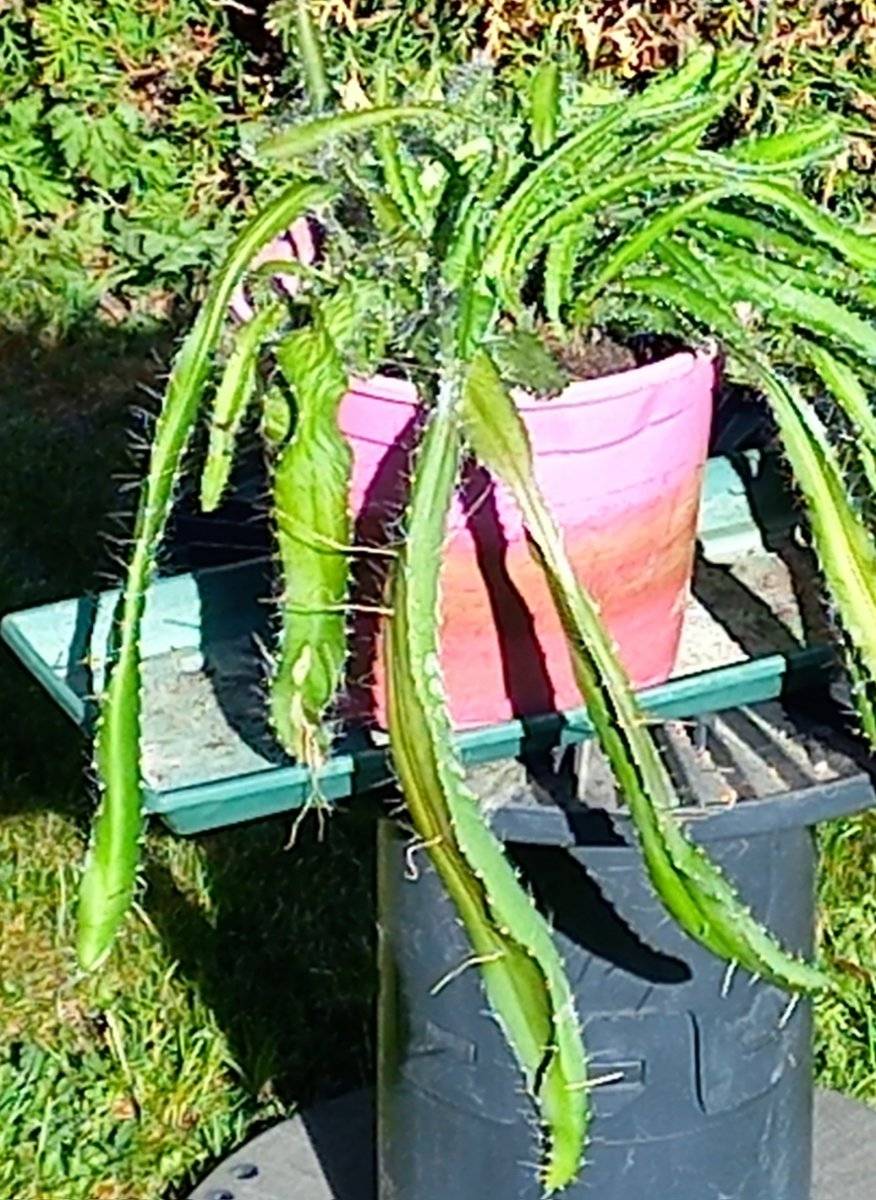 Pitaya (Drachenfrucht) Kaktus - ca. 2 Jahre alt, krftige Ranken,  45,-  (8605 Kapfenberg) - willhaben