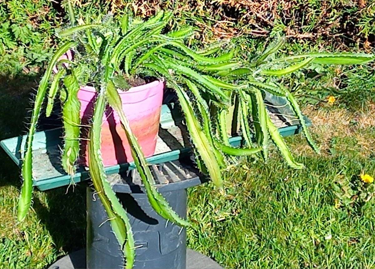 kaktus gymnocalycium mihanovichii Gymnocalycium Mihanovichii Variegata (Kaktus)  Foliage Dreams