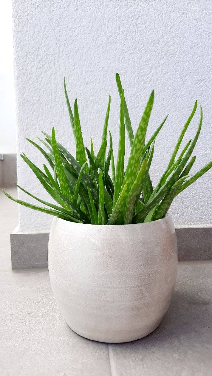 Aloe vera mit bertopf, ca 30 cm,  15,- (9020 Klagenfurt) - willhaben