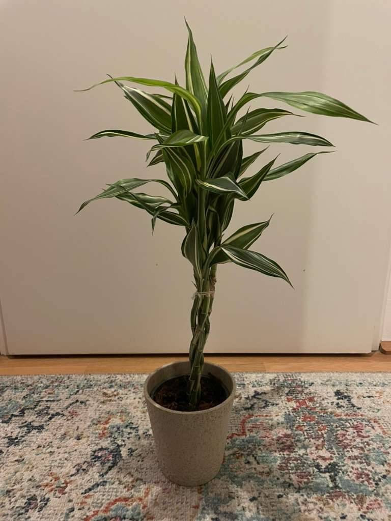 Dracaena Sanderiana Drachenbaum mit Blumentopf geflochten Panaschiert  Variegata Pflanze Zimmerpflanze Bambus,  15,- (1110 Wien) - willhaben