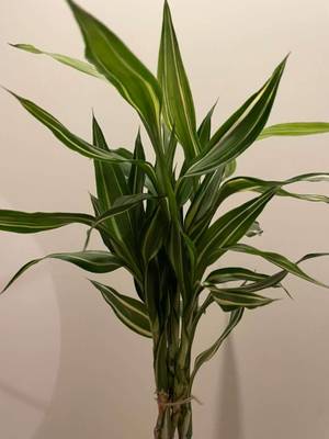 Dracaena Sanderiana Drachenbaum mit Blumentopf geflochten Panaschiert  Variegata Pflanze Zimmerpflanze Bambus,  15,- (1110 Wien) - willhaben