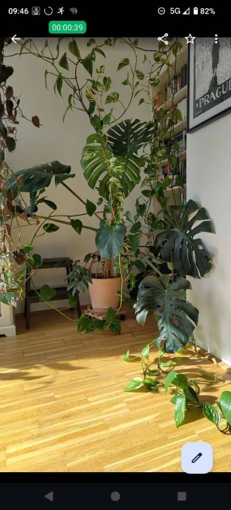 XXL-Monstera ganze Pflanze | Ableger,  50,- (1160 Wien) - willhaben