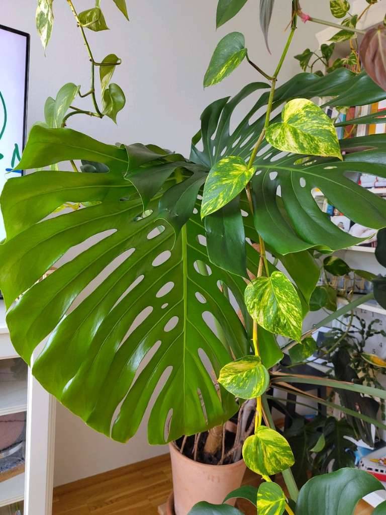 mister plant Instant Plant Food main image 1