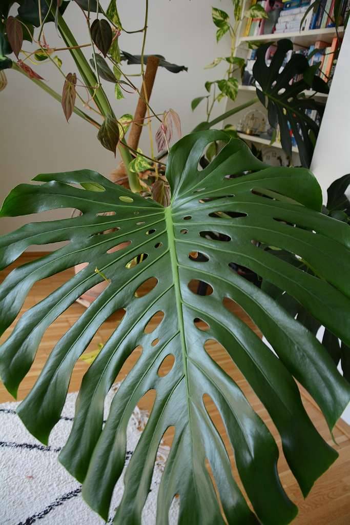 monstera auf terrasse Monstera deliciosa Variegata albo main image 0