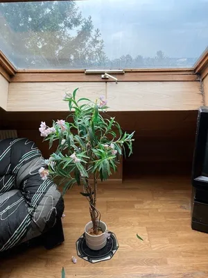 6-Zimmer-Haus kaufen in Eisenstadt - Umgebung – 260 m², € 209.000 – Bild 67 von 83
