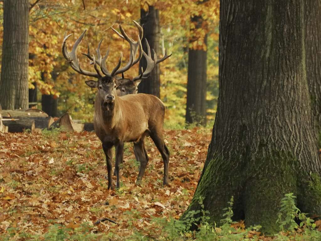 175 ha Eigenjagd in Bruck - Kapfenberg, 1750000 m², (8605 Parschlug ...