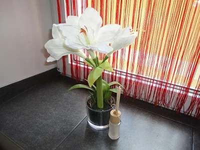 1-Zimmer-Wohnung mieten in Leoben – 15 m², € 220 – Bild 1 von 10