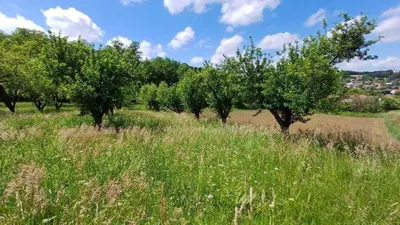 Grundstück kaufen in Güssing – 10 381 m², € 62.500 – Bild 4 von 6