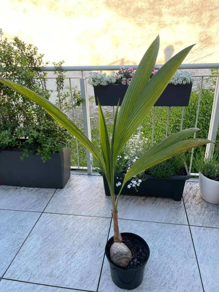 brautstrauß weiße orchideen Brautstrauß mit Perlenring und Orchideen