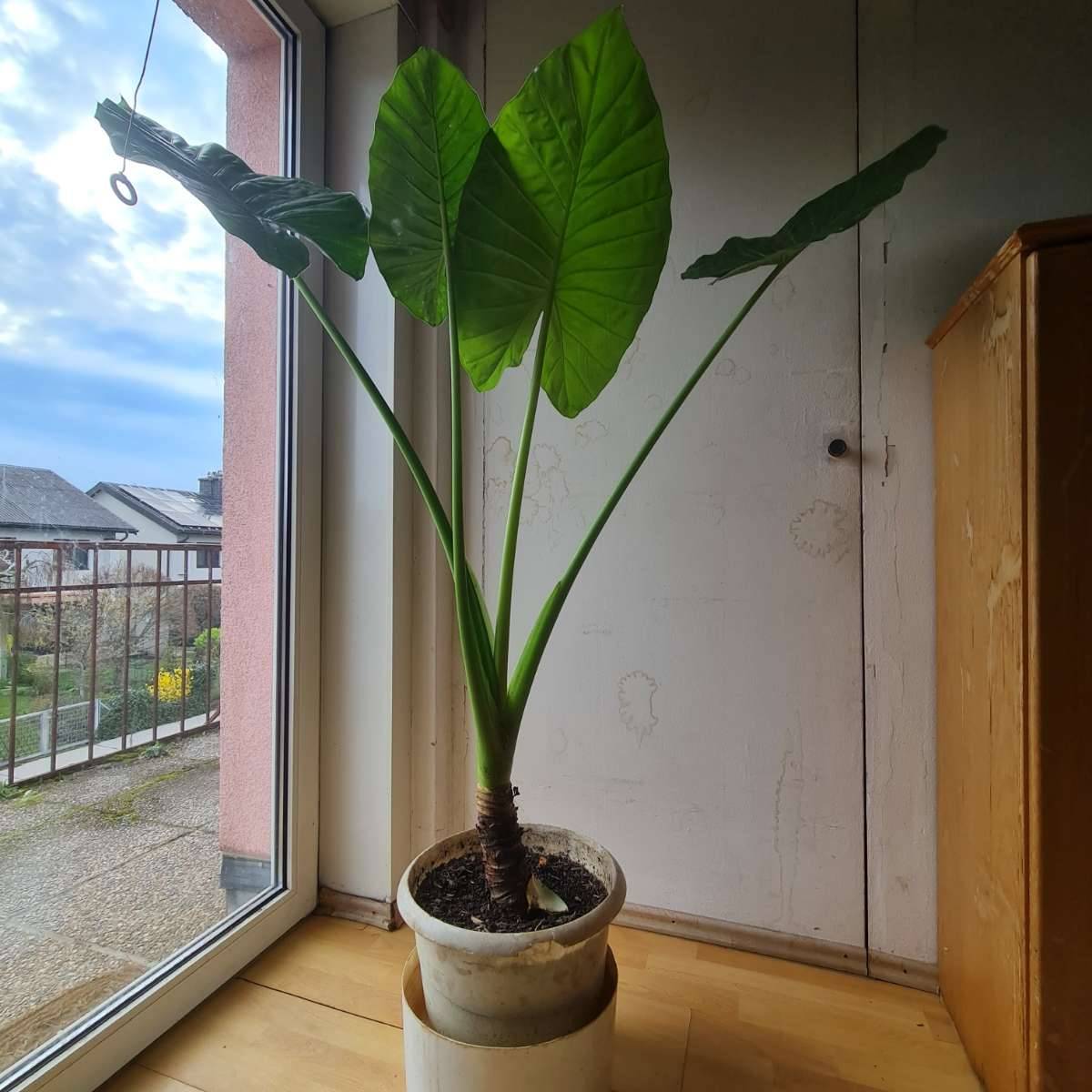 goldfruchtpalme bestellen Goldfruchtpalme | kaufen