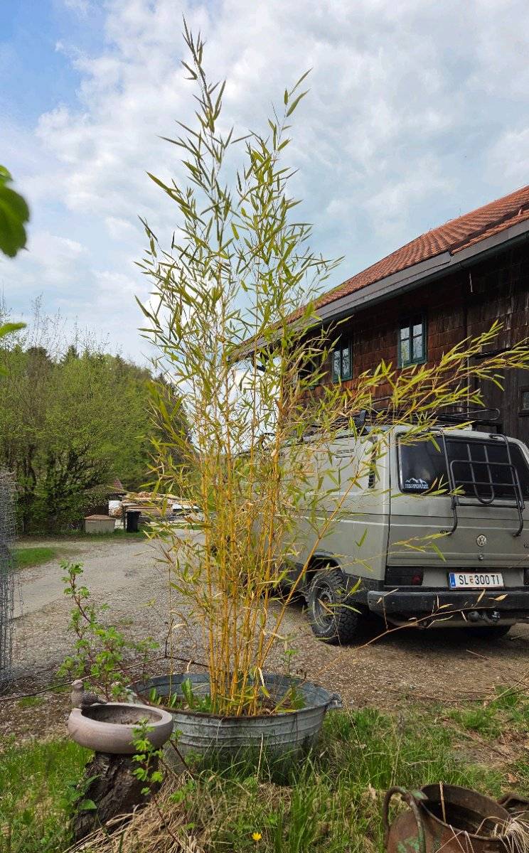 Groen Bambus zu verkaufen,  15,- (5202 Neumarkt am Wallersee) - willhaben