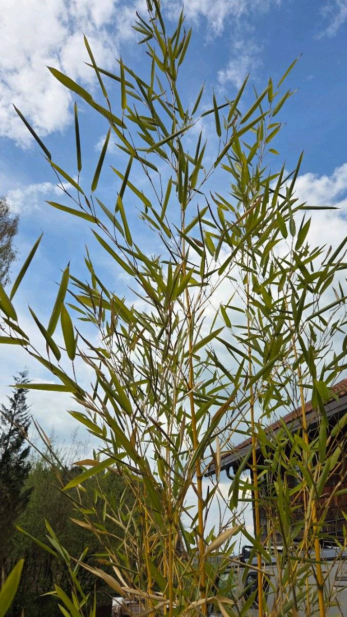 Groen Bambus zu verkaufen,  15,- (5202 Neumarkt am Wallersee) - willhaben