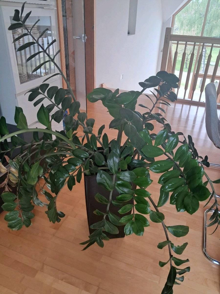 Zamioculcas (Glcksfeder) (ohne bertopf),  30,- (3610 Weinzierl am Walde)  - willhaben