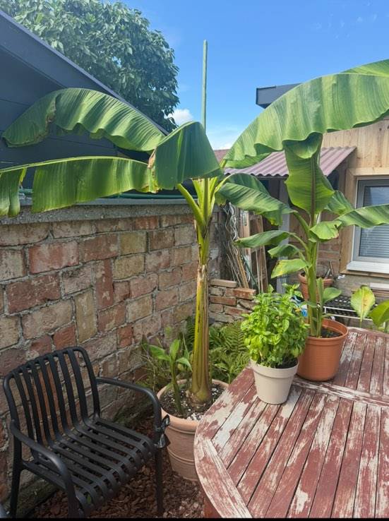 XXL Bananenstaude (Musa basjoo),  250,- (2483 Ebreichsdorf) - willhaben