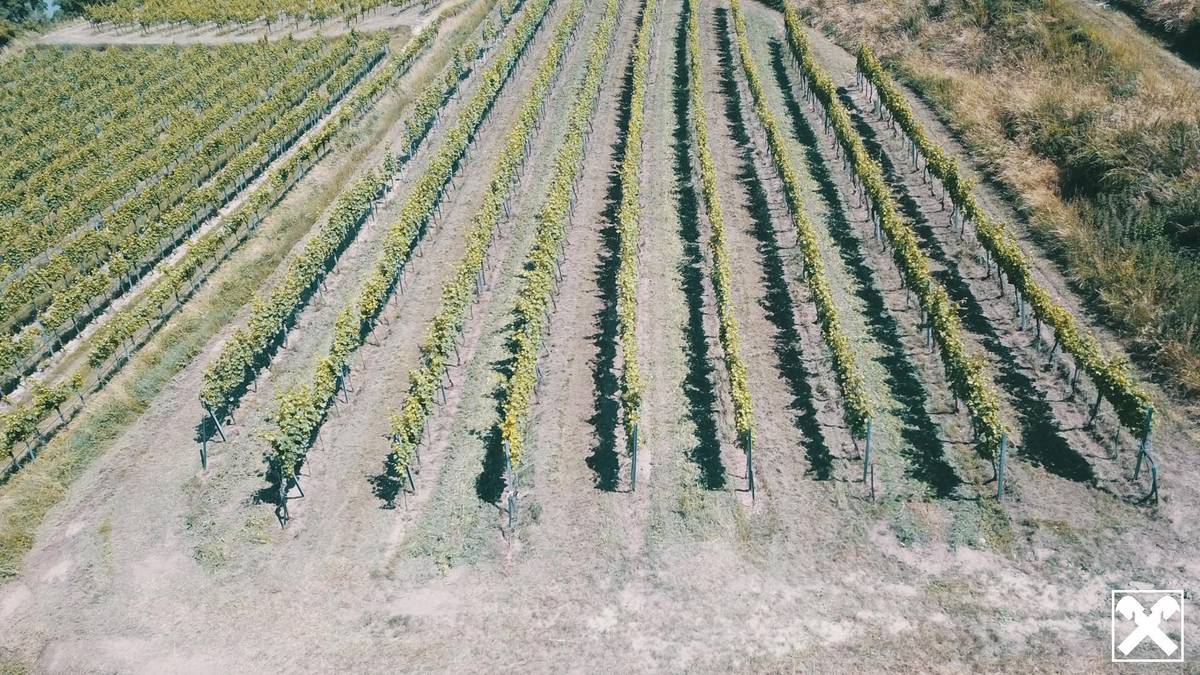 WEINGARTEN IN AUSSICHTSLAGE IM WEINBAUGEBIET WACHAU - WEINGARTEN, LANDWIRTSCHAFTLICHE FLÄCHEN - GRUNDSTÜCK IN DER WACHAU - KEIN BAUGRUNDSTÜCK! - Ansicht 3