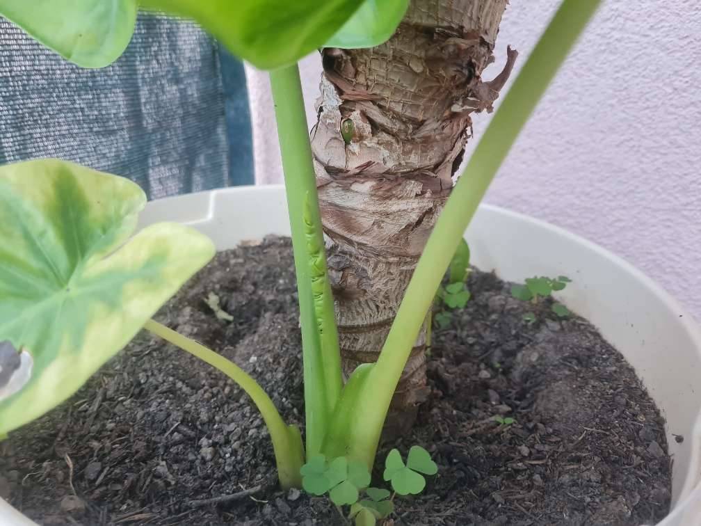 ALOCASIA Elefantenohr Ableger, ab 10 ,  10,- (1220 Wien) - willhaben