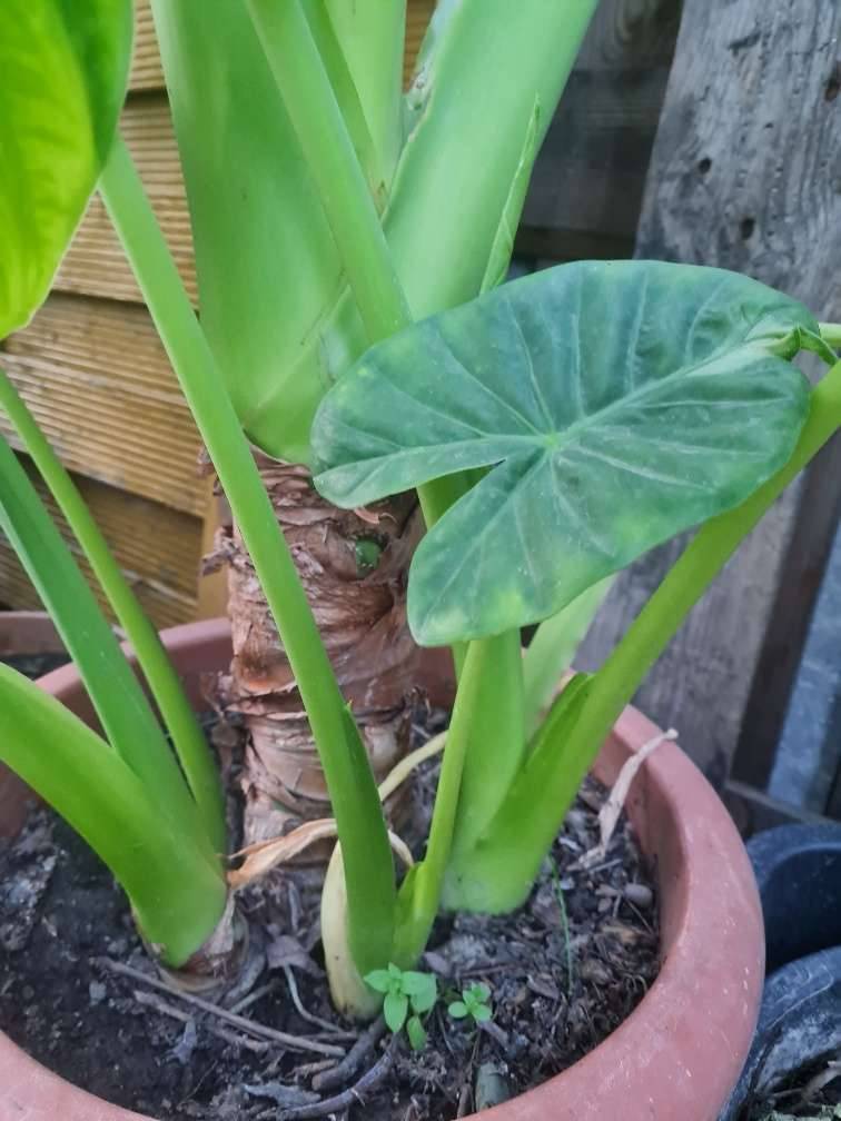 ALOCASIA Elefantenohr Ableger, ab 10 ,  10,- (1220 Wien) - willhaben