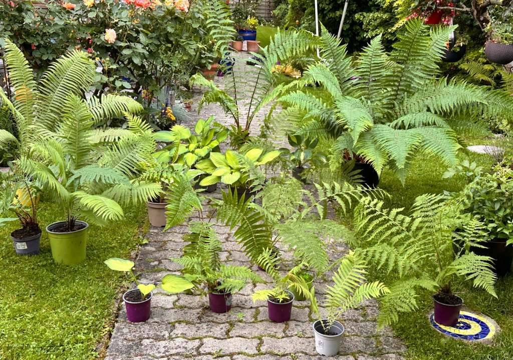 Farne, Funkien (Hosta), Astilbe, Lampenputzergras,  5,- (5020 Salzburg) -  willhaben