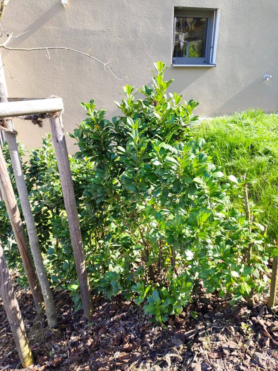 kirschlorbeer ohne beeren kaufen Portugiesischer Kirschlorbeer (Prunus lusitanica 'Angustifolia') | 60-80 cm  im Topf