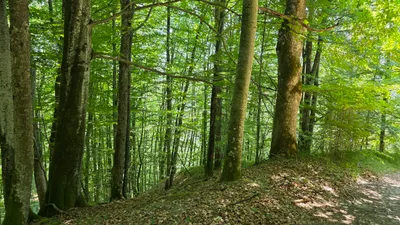 Grundstück kaufen in Scheibbs – 350 000 m², € 515.000 – Bild 4 von 7