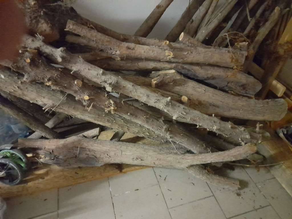 singender kaktus rossmann Tanzender und singender kaktus mit 120 Liedern main image 1