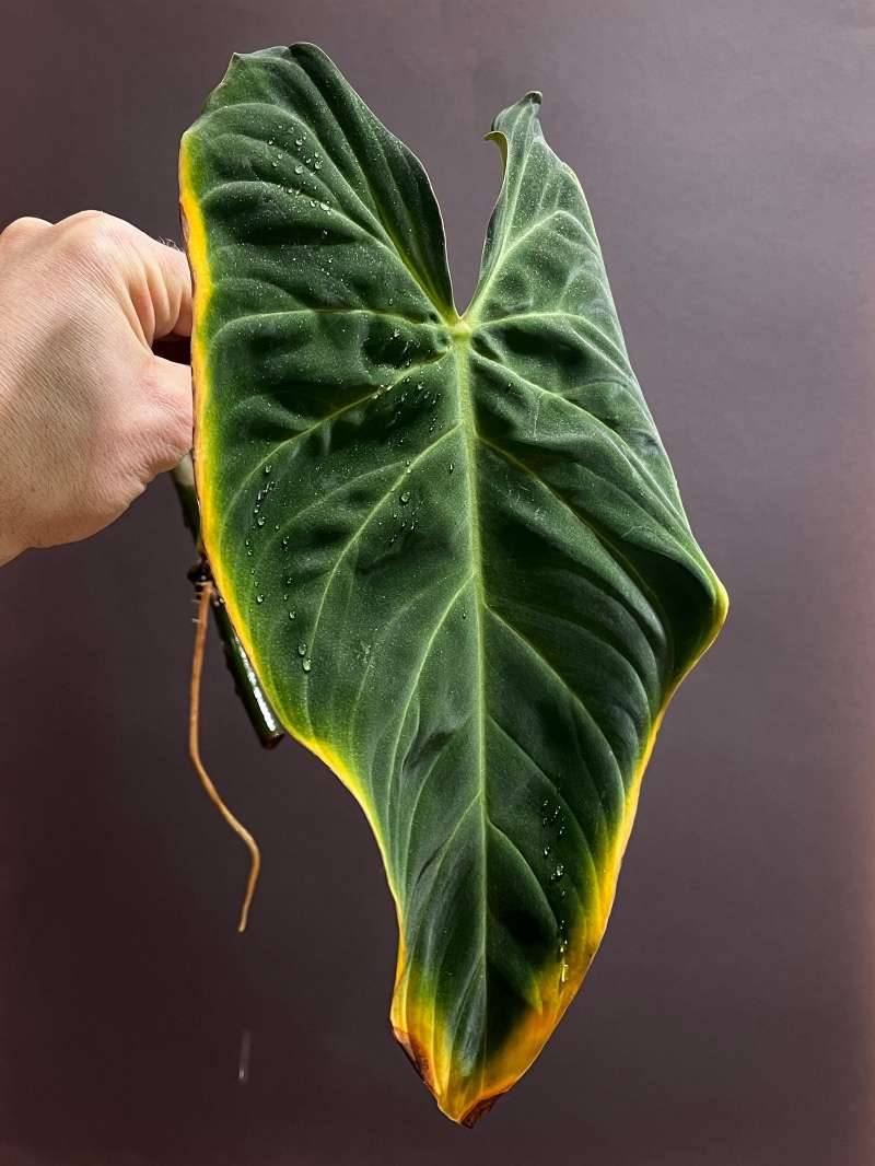 faux plants for outside 12pcs Outdoor Artificial Plant UV Resistant Fake Stems Plants, Faux Pl – If  you say i do main image 0