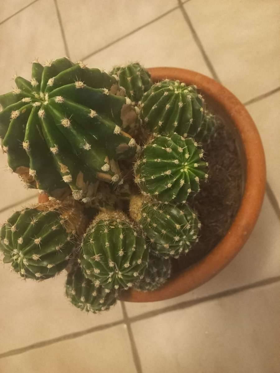 gymnocalycium dubniorum Gymnocalycium dubniorum – Kyle's Plants main image 0