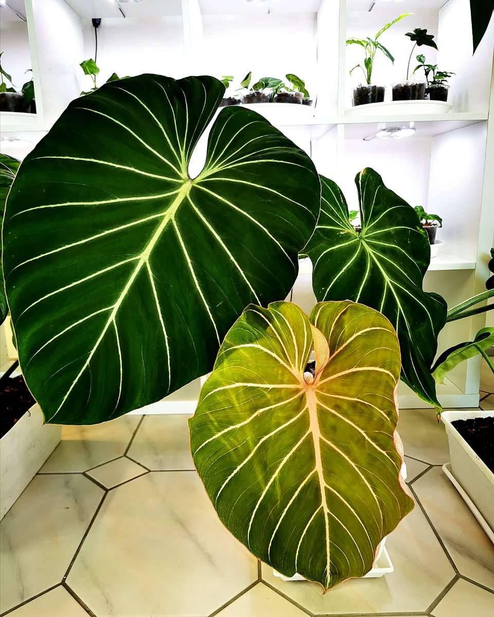 philodendron neon vs lemon lime Neon Philodendron main image 1