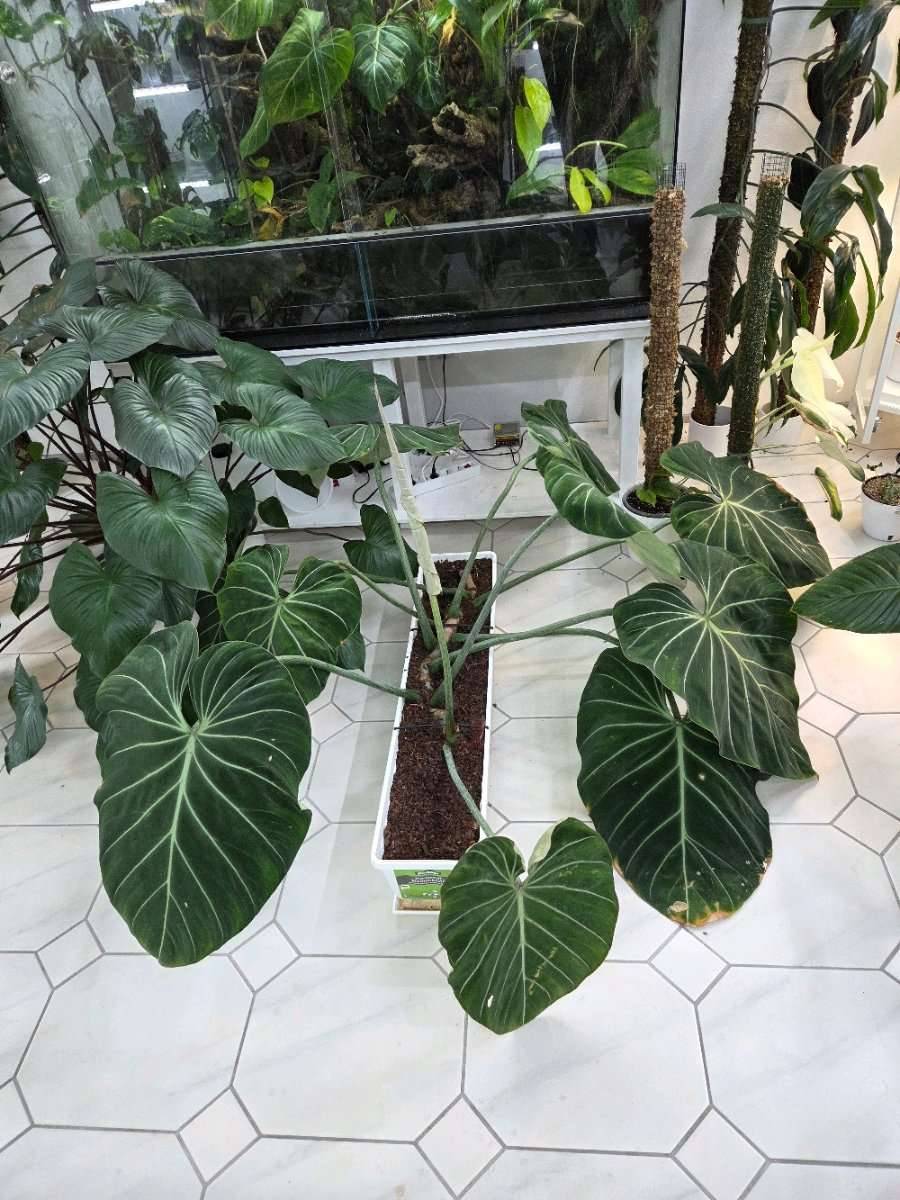 Philodendron Gloriosum Stecklinge,  20,- (7025 Pttelsdorf) - willhaben