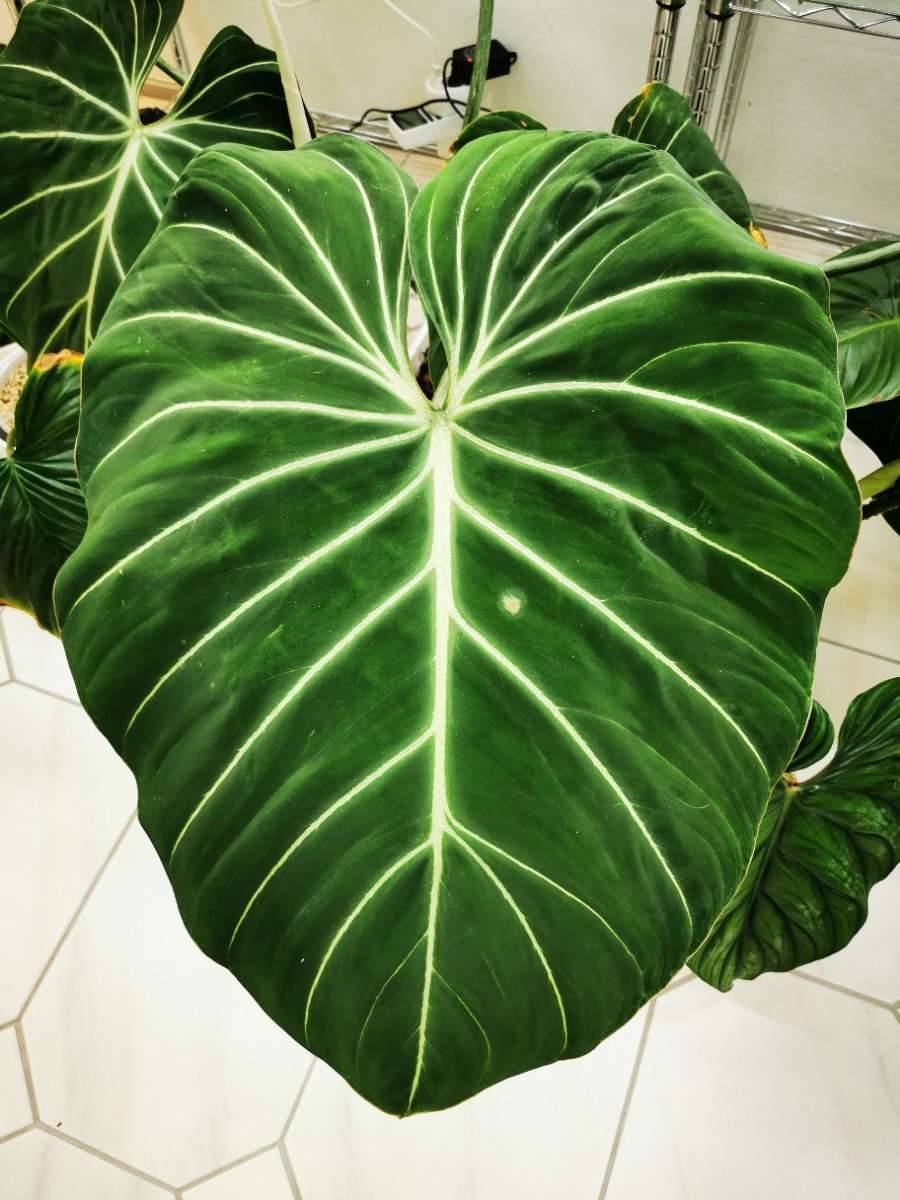Philodendron Gloriosum Stecklinge,  20,- (7025 Pttelsdorf) - willhaben