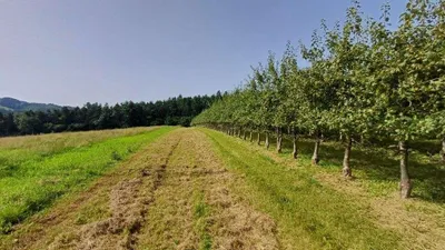 Grundstück kaufen in Jennersdorf – 14 438 m² – Bild 1 von 9