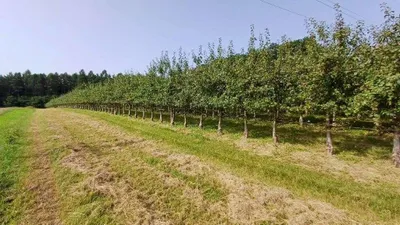Grundstück kaufen in Jennersdorf – 14 438 m² – Bild 5 von 9