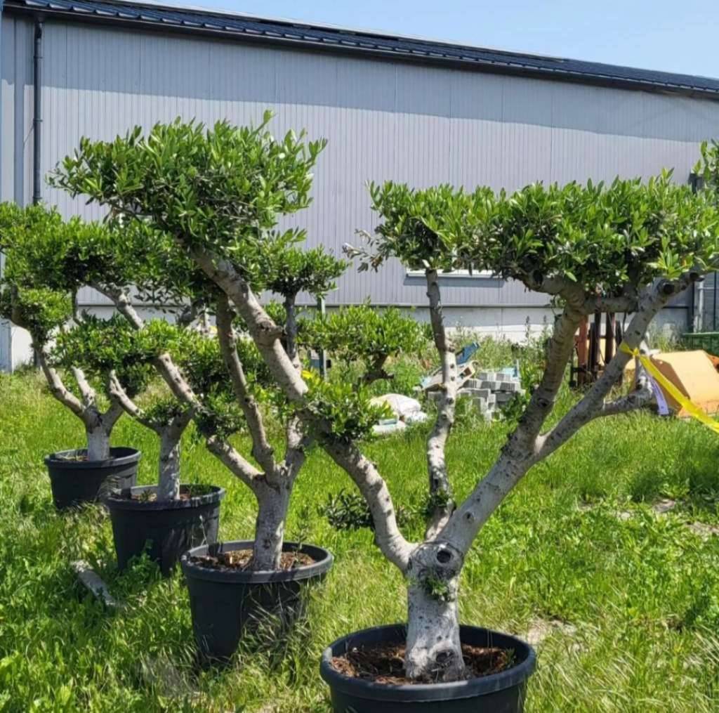 OLIVENBAUM PON PON,  650,- (2282 Markgrafneusiedl) - willhaben