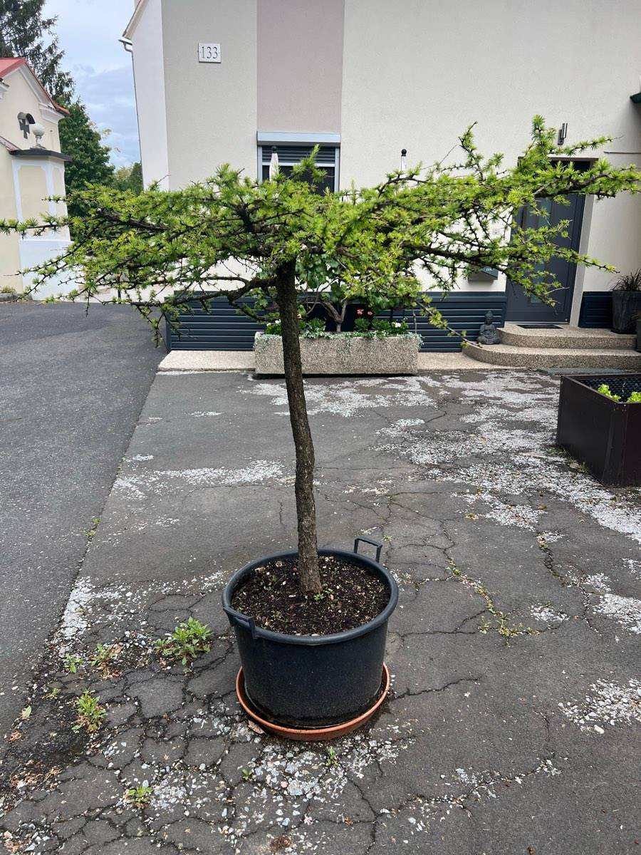 Raritt: 25-jhrige Hnge-Lrche (Hochstamm) in Bonsai-Optik / Kbel,   590,- (8412 Allerheiligen bei Wildon) - willhaben