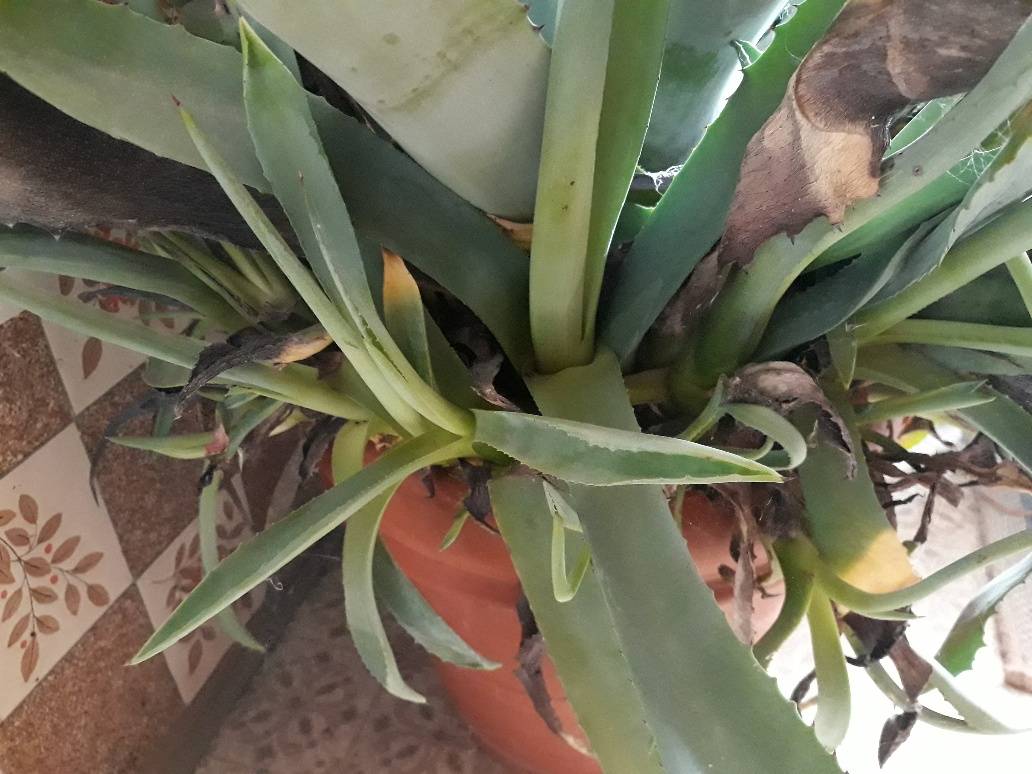 Agavenableger Agaven Agave Kaktus Kaktee,  1,- (9335 Llling Graben) -  willhaben
