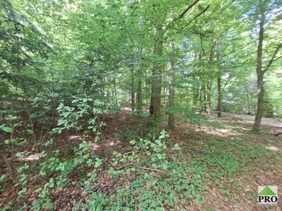 Grundstück kaufen in Gmünd – 251 286 m² – Bild 6 von 12
