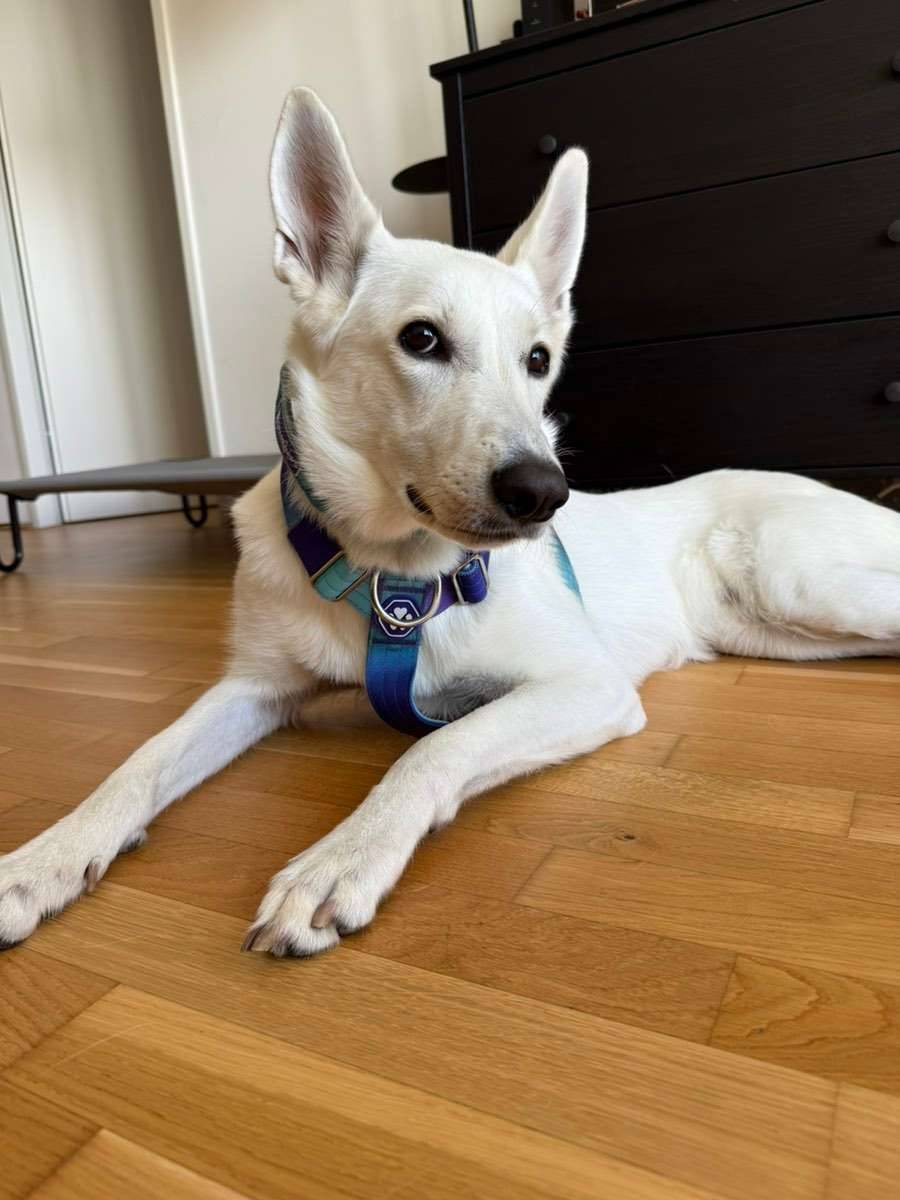 Spark Paws Hunde-Geschirr und Halsband, Gr. M,  20,- (1140 Wien) -  willhaben