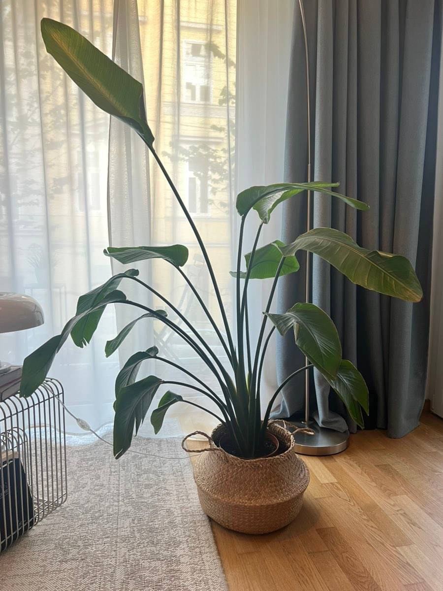 alocasia macrorrhiza variegata rhizome Buy the Alocasia Macrorrhiza Variegata Plant