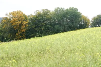 5-Zimmer-Haus kaufen in Sankt Pölten Land – 156 m², € 398.000 – Bild 60 von 61