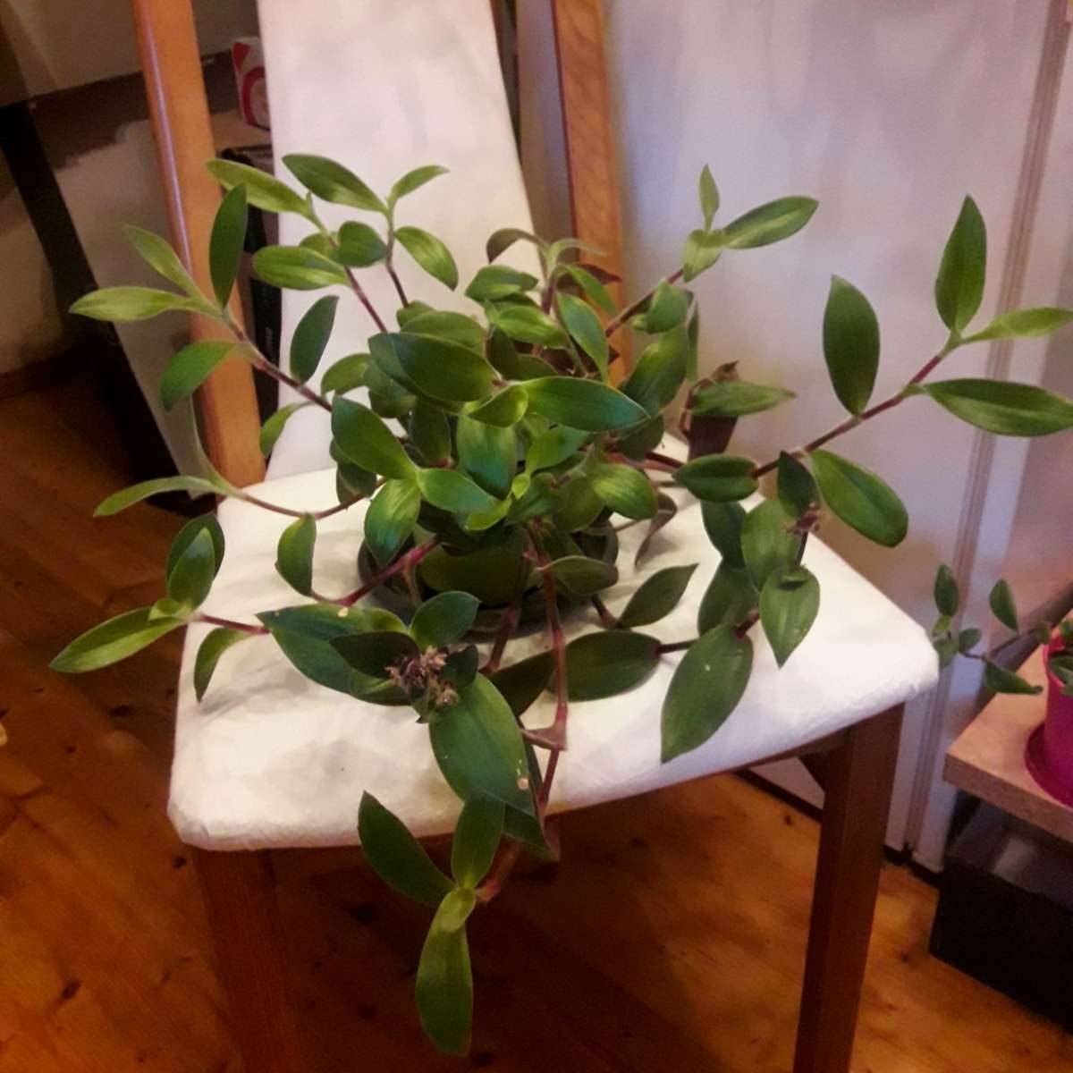 Tradescantia (mex. Dreimasterblume) Zimmerpflanze,  5,- (3100 St. Plten)  - willhaben
