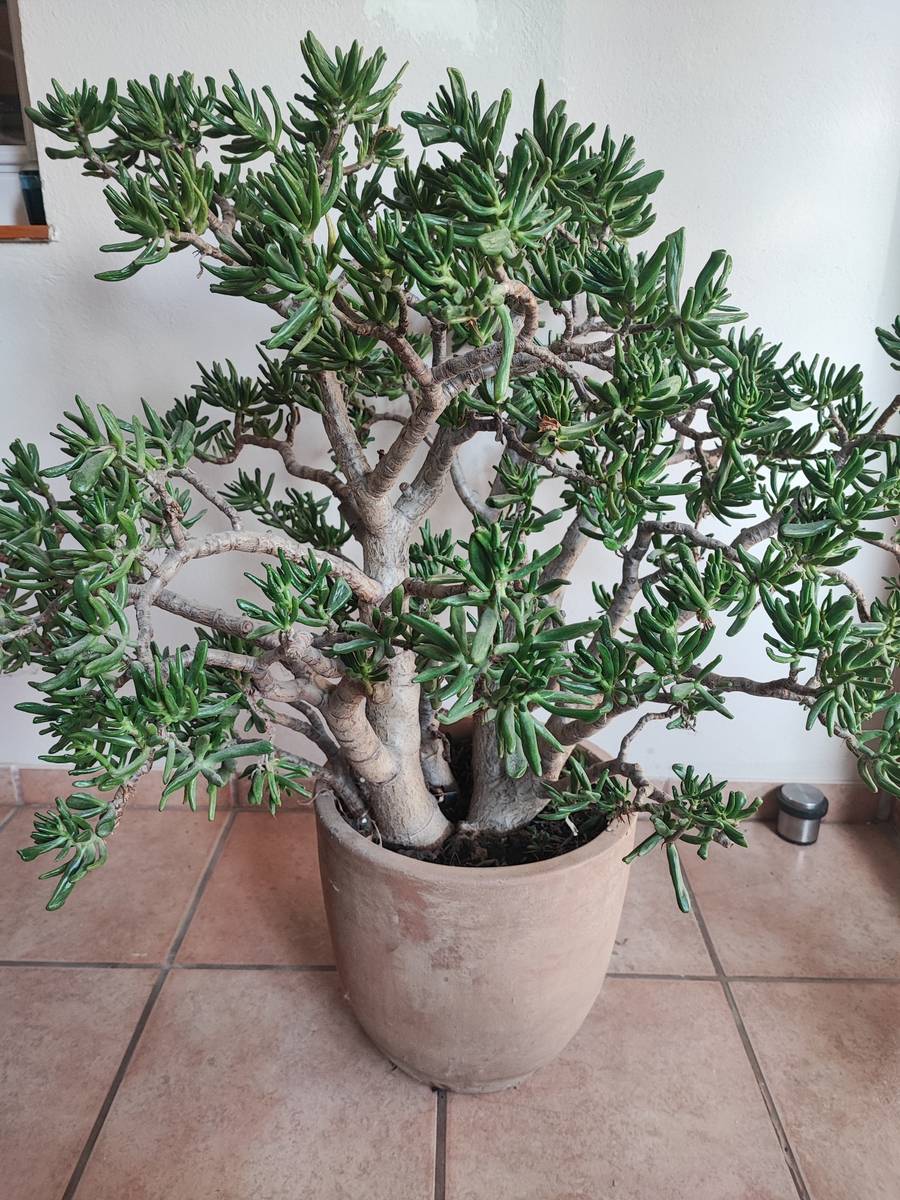 Dickblatt Jadepflanze - Crassula ovata 'Horntree',  95,- (2070 Retz) -  willhaben